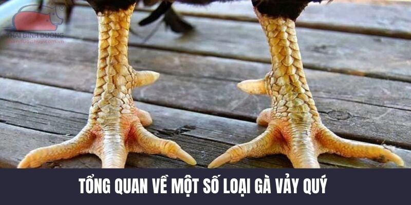 tim-hieu-tong-quan-ve-cac-loai-vay-ga-quy-o-ga-da